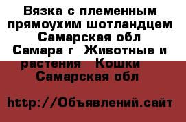 Вязка с племенным прямоухим шотландцем - Самарская обл., Самара г. Животные и растения » Кошки   . Самарская обл.